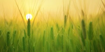 barley field, wheat, agriculture