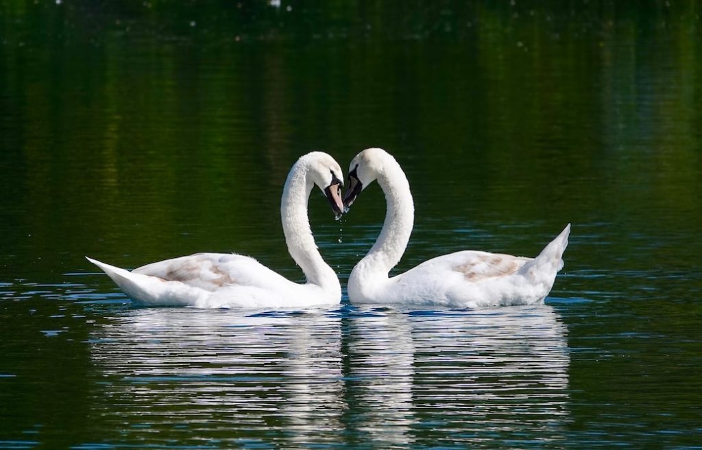 white swan on water during daytime