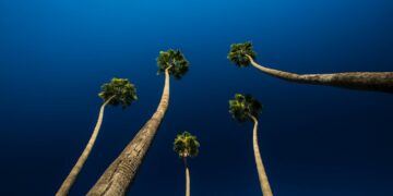 worm's-eye view photography of trees