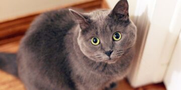 Gray Short-fur Cat Near White Door