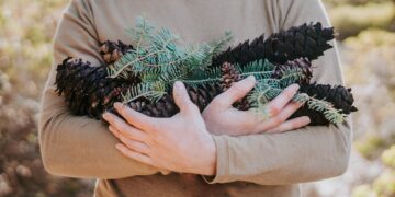person holding bunch of pine cones