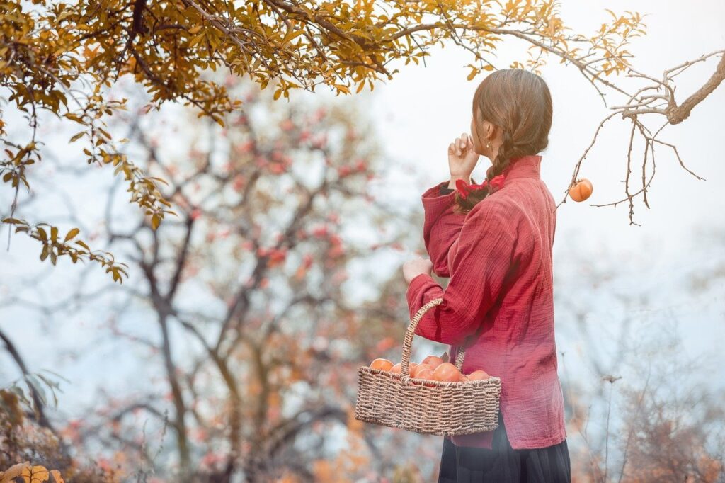 persimmon tree, persimmon, sweet persimmon