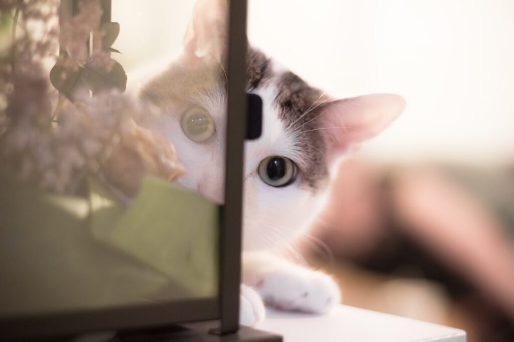 cat lies near flower