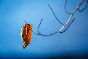 a dry leaf hanging from a tree branch