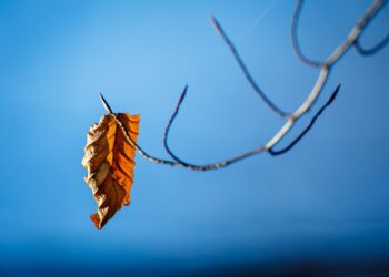 a dry leaf hanging from a tree branch