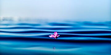 pink petal on body of water